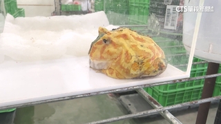 「台灣養蛙王」！　獸醫師翻轉全球觀賞蛙市場