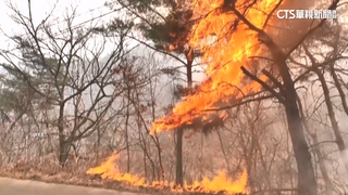 掃墓小心用火！　南韓野火調查　「掃墓燒樹枝」釀災