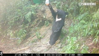 台灣黑熊受困套索急救　2天後再捕「小小熊」