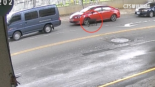 轎車當街放黑狗後離開　動保追查若棄養將開罰