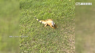 巨蜥出沒！　台南巴克禮公園賞鳥　驚見1米長綠鬣蜥