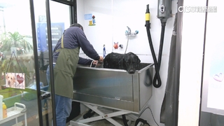 寵物自助洗浴違規開店？　「3機關無共識」暫不開罰