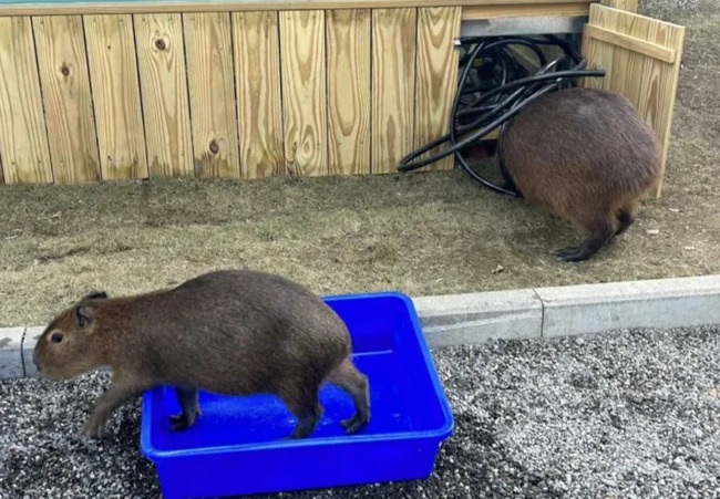 中央公園遭控虐待動物！水豚休息區上鎖、強迫狐獴擺拍　高市府：會嚴格把關 | 華視新聞