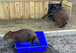 中央公園遭控虐待動物！水豚休息區上鎖、強迫狐獴擺拍　高市府：會嚴格把關