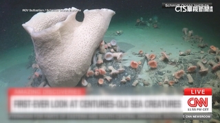 南極冰山崩塌　科學家發現冰層下「海底豐富生態系」