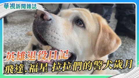 英雄退役日記 飛達.福星 拉拉們的警犬歲月｜華視新聞雜誌