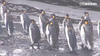 澳洲無人島「只有企鵝」被課重稅　　網路掀惡搞風潮