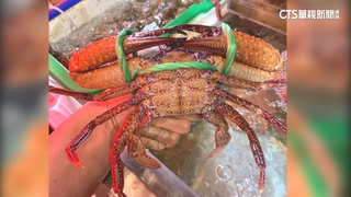 台中海鮮餐廳5花蟹6720元惹議　店家：有告知價錢