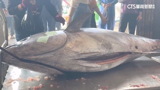 蘇澳捕獲「全國第一鮪」！　216公斤黑鮪返港　漁民歡呼