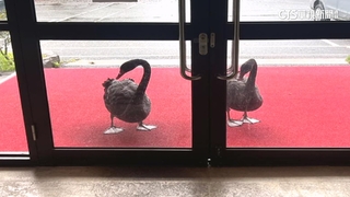 飼養員休假　武陵農場2黑天鵝「敲門討早餐」