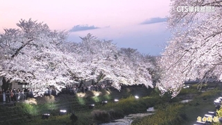 一年就這一晚！　東京調布野川夜櫻　夢幻登場