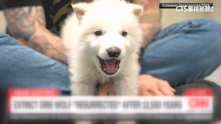 「冰原狼」化為現實　美科學家復育出冰河時期「恐狼」