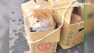 多隻柴犬遭惡意棄養　從新竹一路丟苗栗