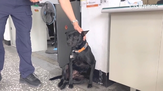 人民保母心情差踹狗洩憤　違反動保法挨罰1.5萬