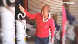 民宅赫見1.2公尺眼鏡蛇　嚇！里長出動捕蛇