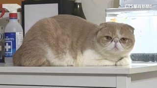 忙大甲媽回鑾愛貓走失　飼主懸賞50萬「抱走送還照給」