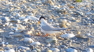 二級保育小燕鷗新繁殖熱點　業者成立巡守隊助保育