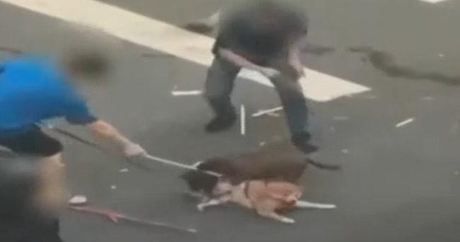 比特犬咬死柴犬後「也被打死」? 屏東動保科查真相 | 華視新聞