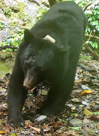 黑熊入侵花蓮卓溪鄉「吃雞、咬死狗」　4年前曾被野放