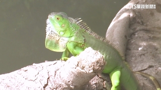 綠鬣蜥占鳳山溪.闖民宅　農業局：已加強移除
