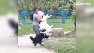 扯！狗狗遭多犬圍毆　飼主「悠悠走來」網友氣炸