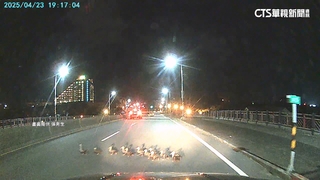 母鴨帶小鴨！駕駛目擊鴨群上橋急剎　開大燈「護送」