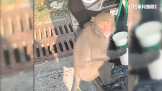 柴山獼猴頭埋飲料杯狂喝　專家：避拿塑裝物引猴襲