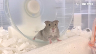 寵物殯葬收費落差大　倉鼠收費數千元「比狗還貴」