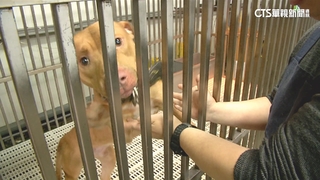 針對有攻擊紀錄比特犬　陳駿季：再犯將馬上沒入