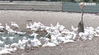 燈光秀試燈驚動鴨場害「60傷.40死」！　鄉公所歉：已取消