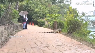 1.7米綠鬣蜥濕地現蹤驚遊客　農業局：加強熱點獵捕