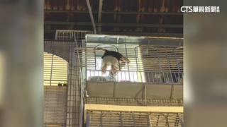 「醉」失控！　男爬5樓鐵窗吼叫罵路人　警消制伏送醫