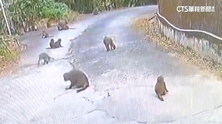 吃到只剩籽...桃子遭猴子大軍吃光　粗估損失近萬