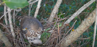 鳳頭蒼鷹2幼雛破殼完成　千名「線上保全」守護小白雞