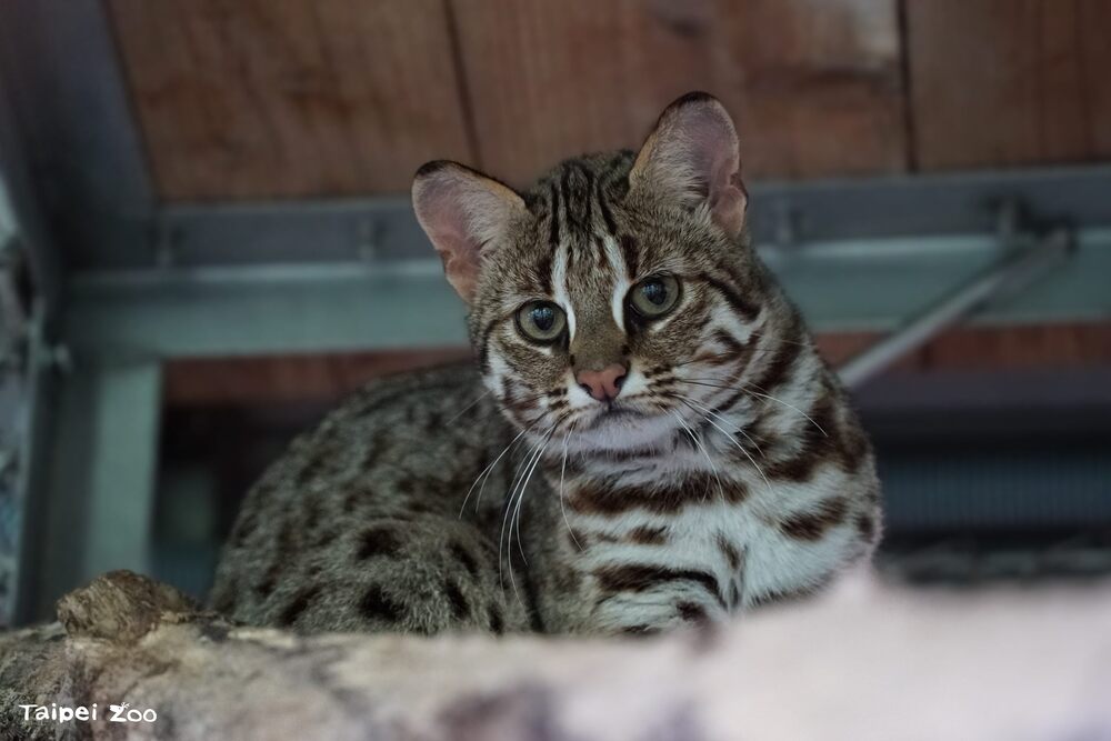 石虎媽媽「春捲」在3月22日順利產下兩隻石虎寶寶,這是「春捲」的第三胎 圖 / 北市動物園 提供