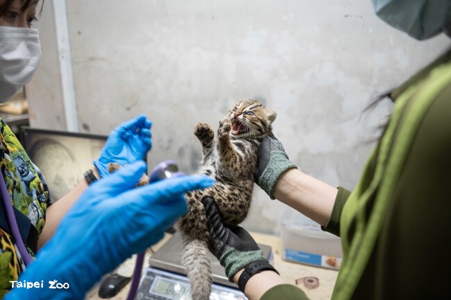 北市動物園石虎媽平安誕下「雙姝」　小石虎超「恰」模樣曝光 | 華視新聞