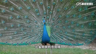 美佛州孔雀氾濫　政府出動協助絕育