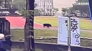 送孩上學驚見「山豬同學」　闖燈行為飼主恐挨罰