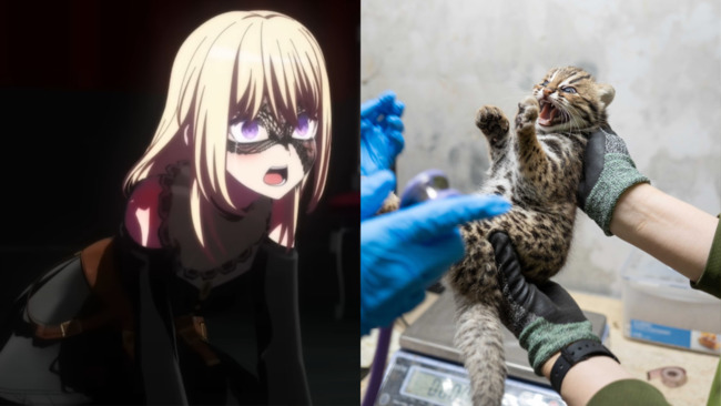 「祥子、初華」、「喬魯諾、喬巴拿」入選小石虎命名　最終命名以「踩點」決定引網質疑 | 華視新聞