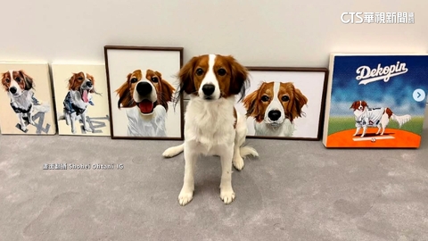 Decoy2歲生日快樂 高人氣海放大谷和道奇MVP