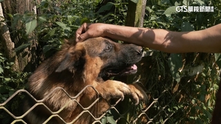 狼犬2年咬傷3人！　女騎士腿穿刺傷提告.飼主遭起訴