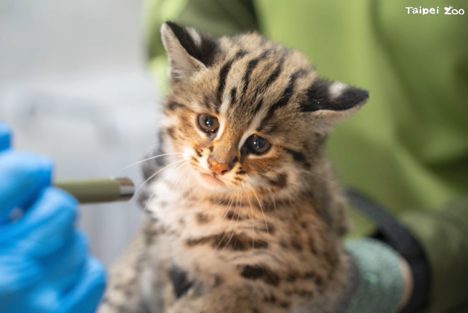 捲心糕 / 圖翻攝自 台北市立動物園 臉書