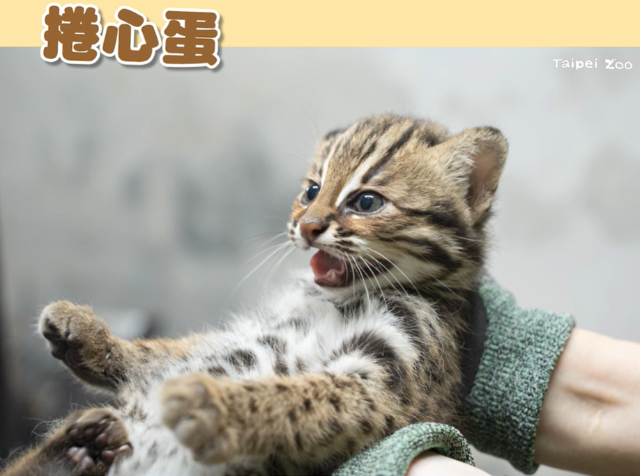 捲心蛋 / 圖翻攝自 台北市立動物園 臉書