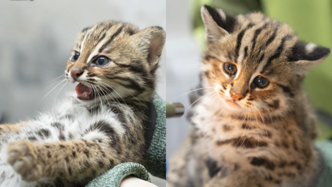 小石虎命名結果出爐　照養團隊提名「捲心蛋、捲心糕」被選上 | 華視新聞