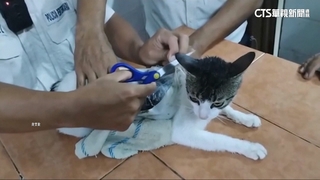 哥斯大黎加運毒花招　塑膠小包裹藏毒綁小貓身上