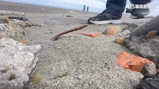 大安濱海樂園「步步驚魂」　遊客踩到鐵釘流血