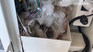 洗車場投幣機頻吐銅板　業者調監視器：麻雀築巢