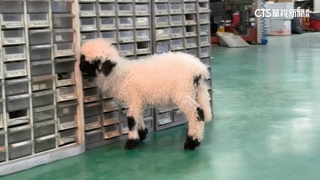 修車廠鎮店之寶！　「羊妹妹」愛撒嬌　搖尾討奶模樣呆萌