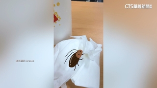 紅茶驚見蟑螂　客：超想吐.連鎖速食店：全面清消
