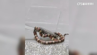 鳳山半月3住家驚見蛇　里長變身捕蛇大隊